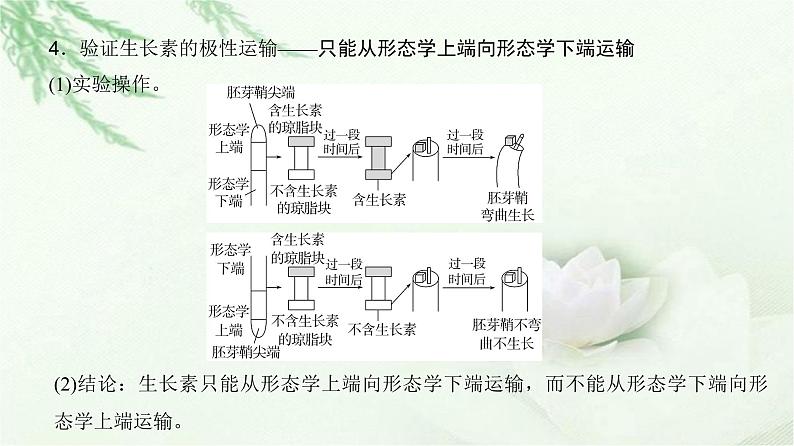 人教版2024届高考生物一轮复习微专题12植物激素相关实验的验证与探究教学课件第4页