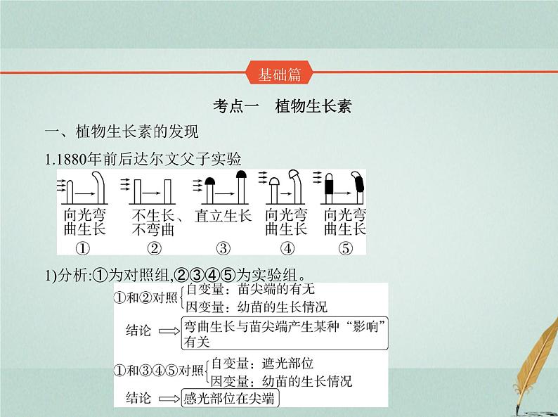 人教版2024届高考生物一轮复习植物生命活动的调节教学课件第2页