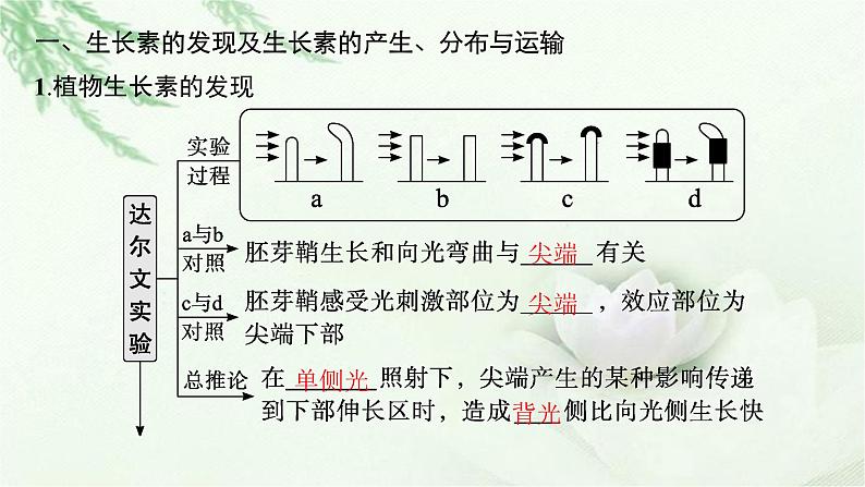 人教版2024届高考生物一轮复习植物的激素调节教学课件第6页