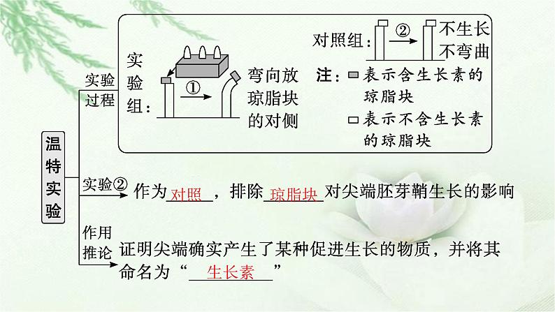 人教版2024届高考生物一轮复习植物的激素调节教学课件第8页