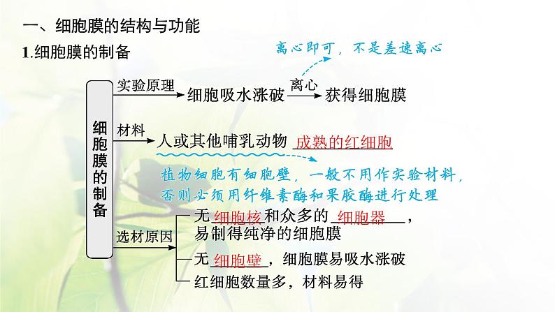 人教版2024届高考生物一轮复习细胞膜与细胞核教学课件第5页