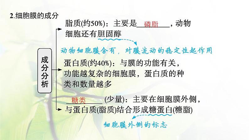 人教版2024届高考生物一轮复习细胞膜与细胞核教学课件第6页