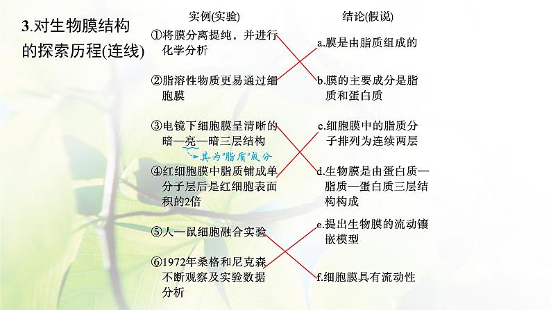 人教版2024届高考生物一轮复习细胞膜与细胞核教学课件第8页
