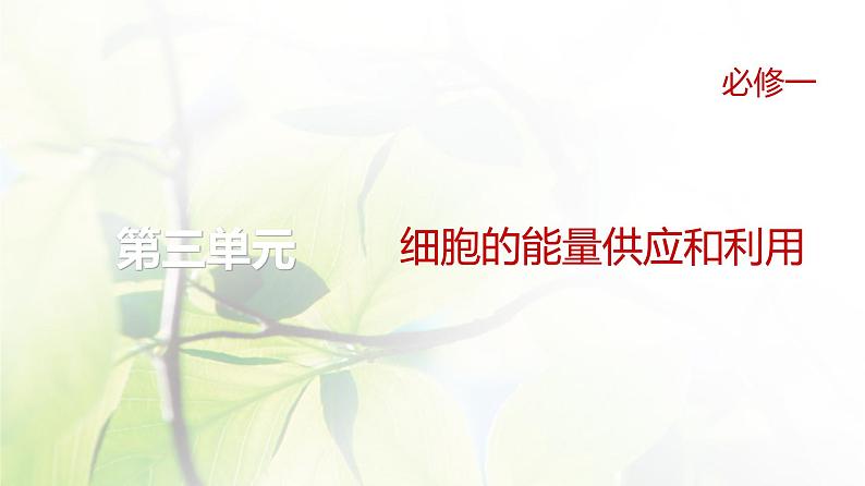 人教版2024届高考生物一轮复习细胞呼吸的原理和应用教学课件第1页