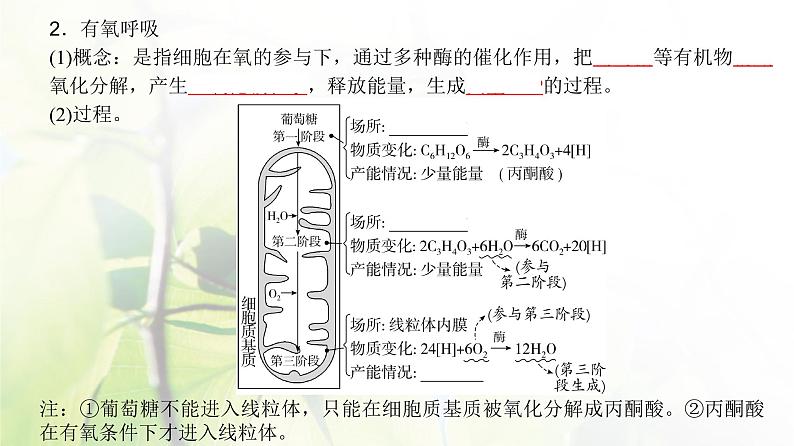 人教版2024届高考生物一轮复习细胞呼吸的原理和应用教学课件第4页