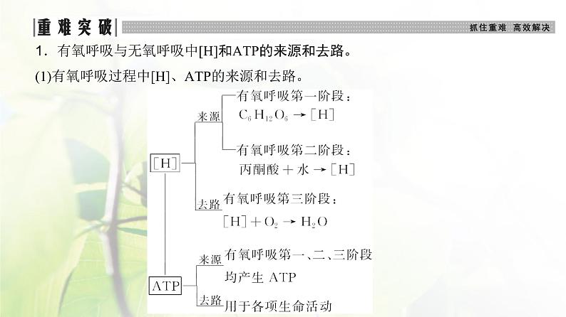 人教版2024届高考生物一轮复习细胞呼吸的原理和应用教学课件第8页