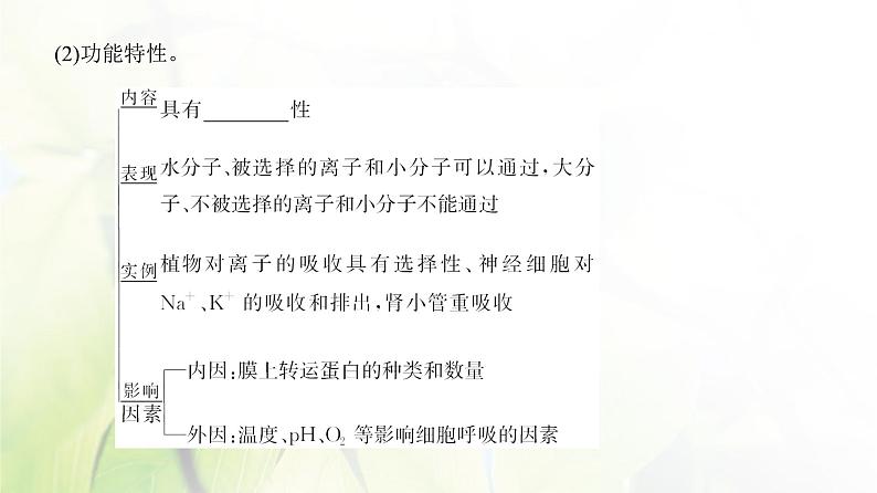 人教版2024届高考生物一轮复习细胞膜与细胞核的结构和功能教学课件04