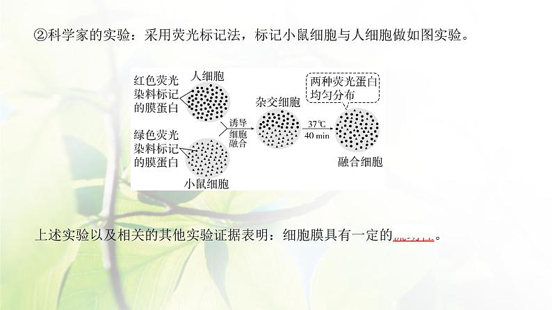 人教版2024届高考生物一轮复习细胞膜与细胞核的结构和功能教学课件08