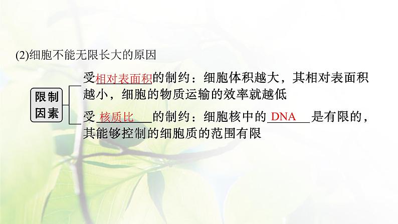 人教版2024届高考生物一轮复习细胞的增殖教学课件 (2)第6页