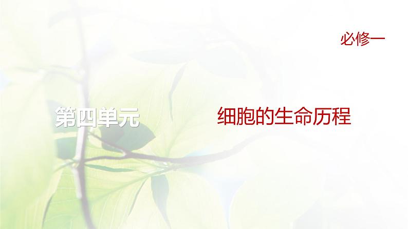 人教版2024届高考生物一轮复习细胞的分化、衰老和死亡教学课件第1页