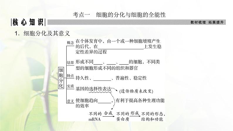 人教版2024届高考生物一轮复习细胞的分化、衰老和死亡教学课件第3页