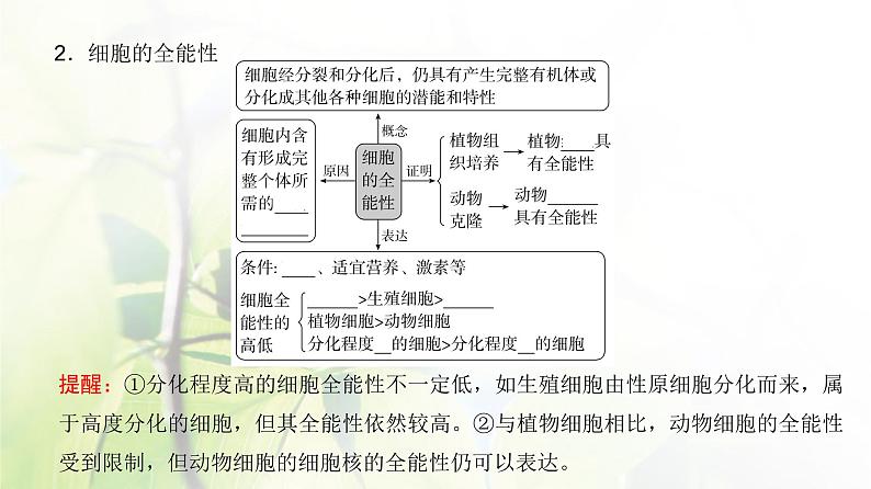 人教版2024届高考生物一轮复习细胞的分化、衰老和死亡教学课件第5页