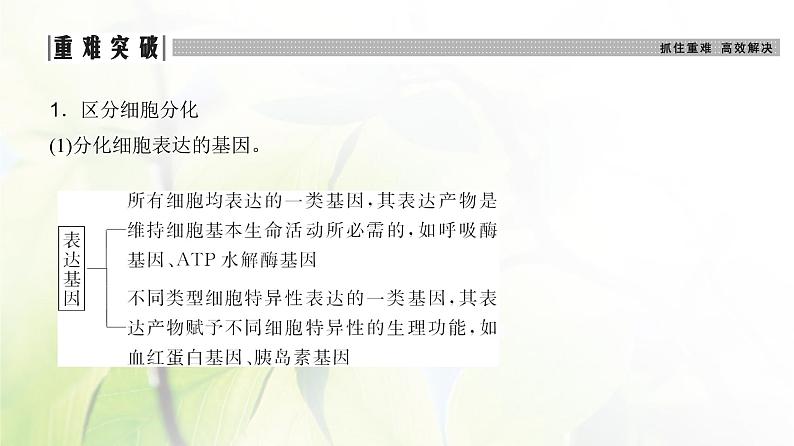 人教版2024届高考生物一轮复习细胞的分化、衰老和死亡教学课件第8页