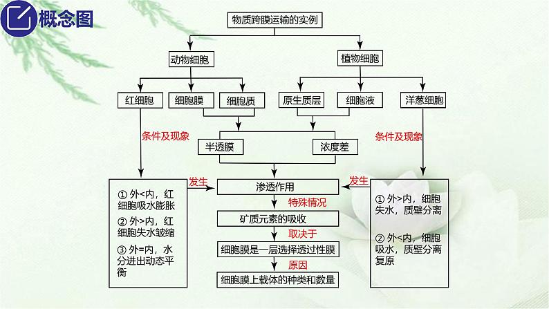 人教版2024届高考生物一轮复习细胞的物质输入和输出课件教学课件第4页