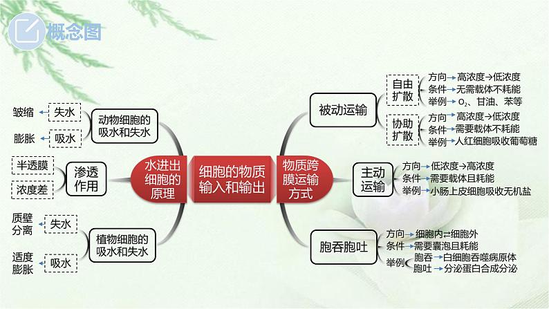 人教版2024届高考生物一轮复习细胞的物质输入和输出课件教学课件第5页