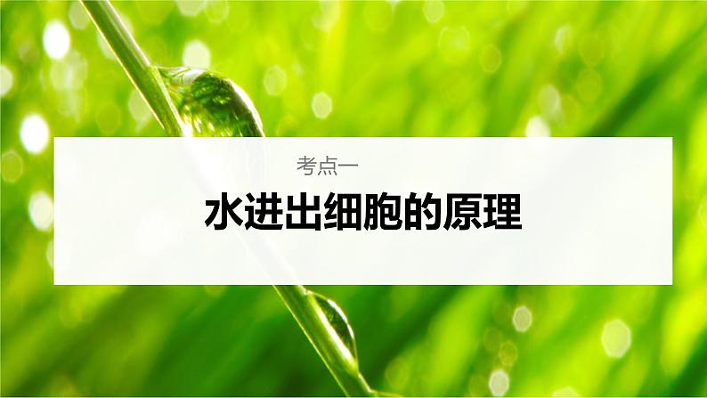 人教版2024届高考生物一轮复习细胞的物质输入和输出课件教学课件第7页