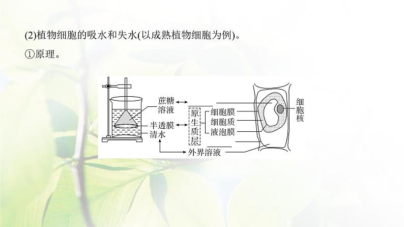 人教版2024届高考生物一轮复习细胞的物质输入和输出教学课件第6页