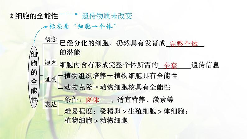 人教版2024届高考生物一轮复习细胞的分化、衰老、凋亡与癌变教学课件第7页