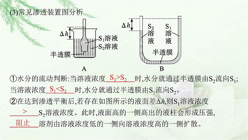 人教版2024届高考生物一轮复习物质进出细胞的方式教学课件第6页