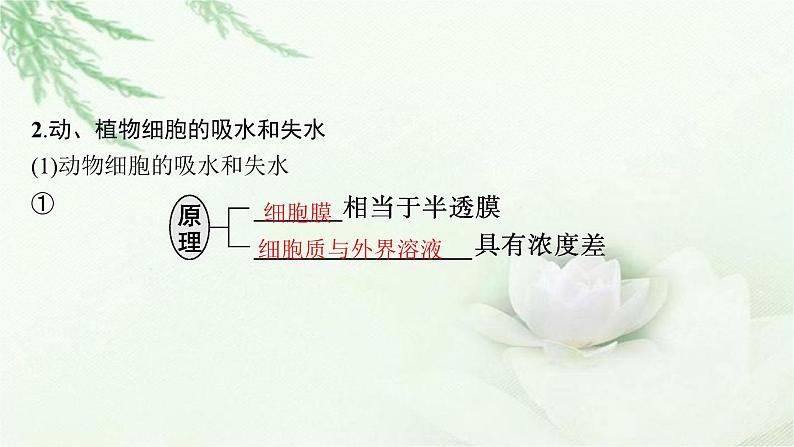 人教版2024届高考生物一轮复习物质进出细胞的方式教学课件第7页