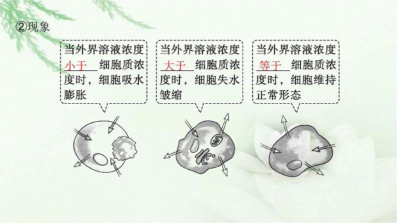 人教版2024届高考生物一轮复习物质进出细胞的方式教学课件第8页