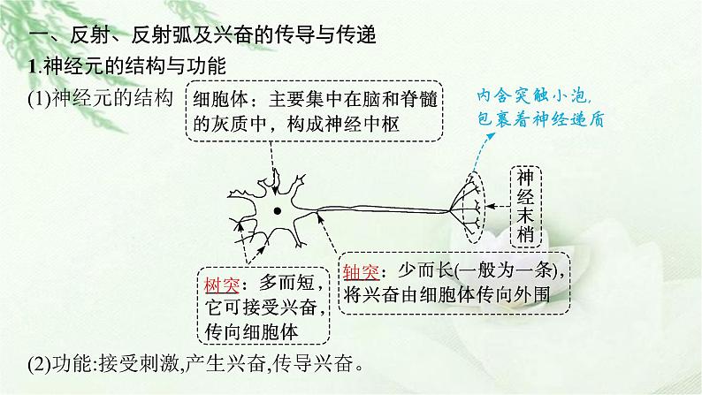 人教版2024届高考生物一轮复习神经调节教学课件第5页