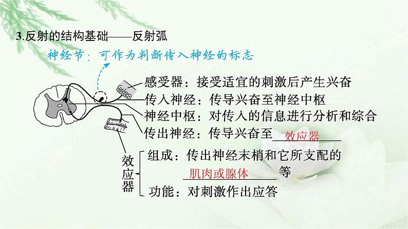 人教版2024届高考生物一轮复习神经调节教学课件第8页