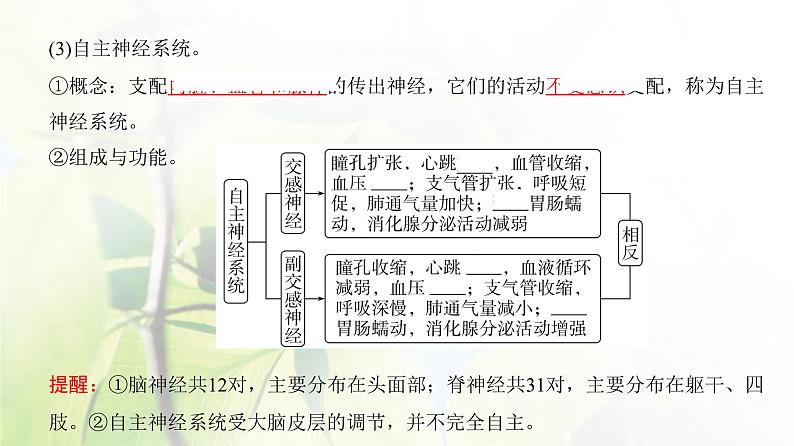 人教版2024届高考生物一轮复习神经调节教学课件 (3)第5页