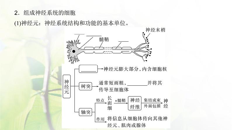 人教版2024届高考生物一轮复习神经调节教学课件 (3)第6页