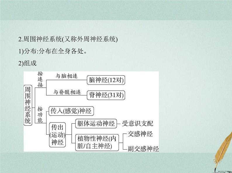 人教版2024届高考生物一轮复习神经调节教学课件 (2)第3页