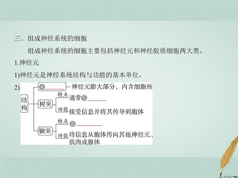 人教版2024届高考生物一轮复习神经调节教学课件 (2)第6页