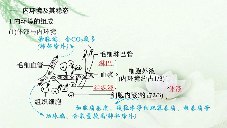 人教版2024届高考生物一轮复习人体内环境稳态及实例教学课件06