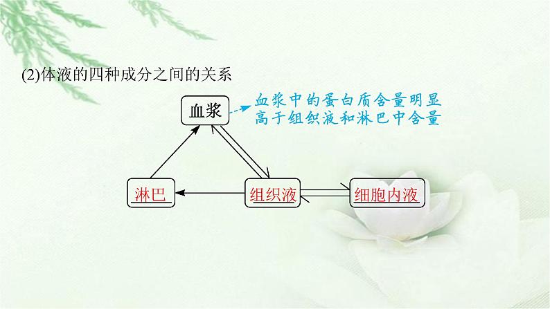 人教版2024届高考生物一轮复习人体内环境稳态及实例教学课件07