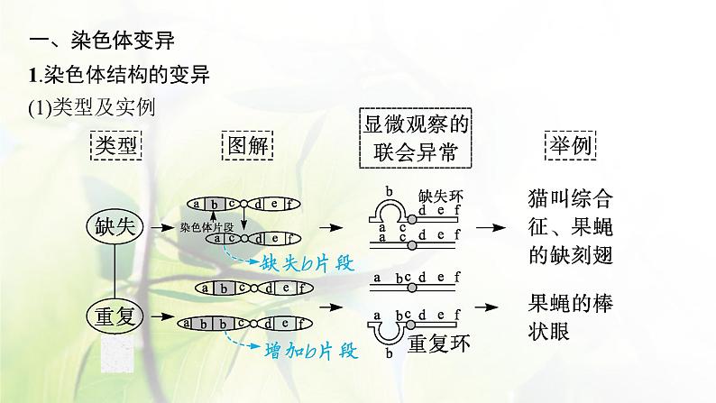 人教版2024届高考生物一轮复习染色体变异与育种教学课件第5页