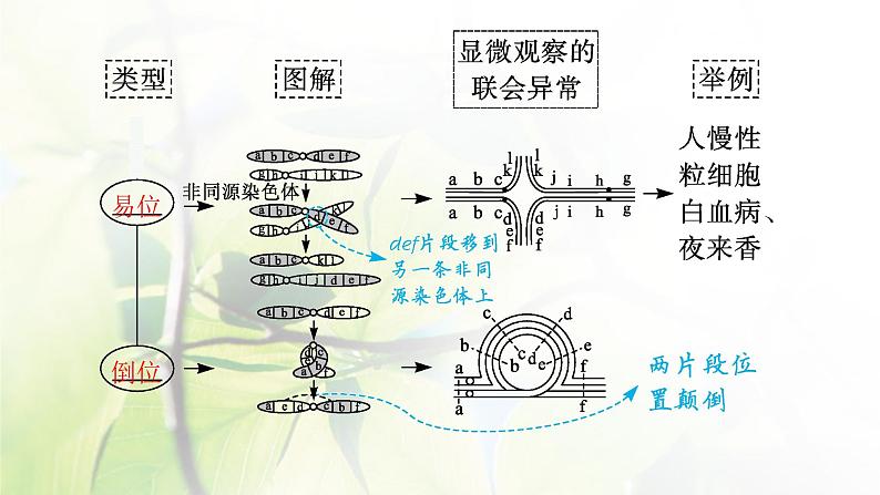 人教版2024届高考生物一轮复习染色体变异与育种教学课件第6页