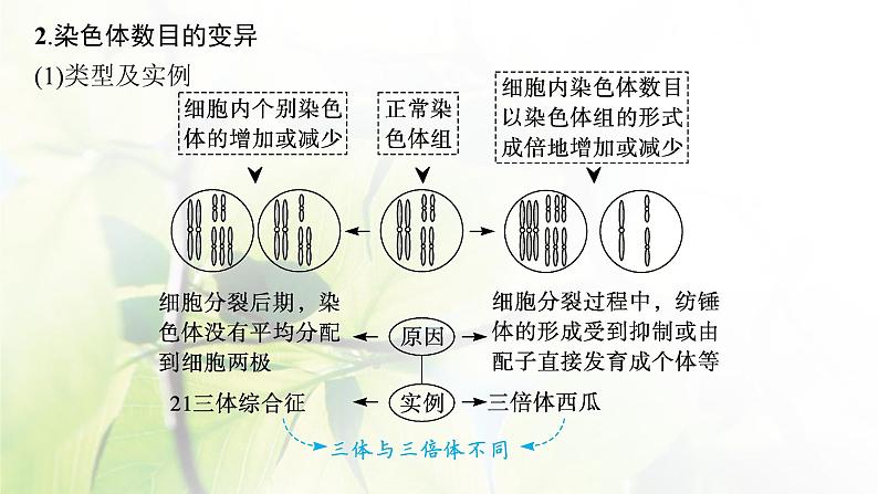 人教版2024届高考生物一轮复习染色体变异与育种教学课件第8页