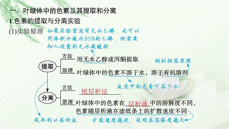 人教版2024届高考生物一轮复习能量之源——光与光合作用教学课件第5页