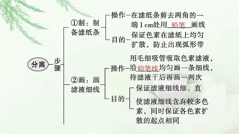 人教版2024届高考生物一轮复习能量之源——光与光合作用教学课件第7页