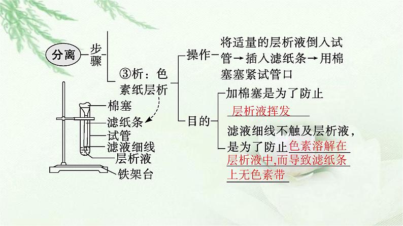 人教版2024届高考生物一轮复习能量之源——光与光合作用教学课件第8页