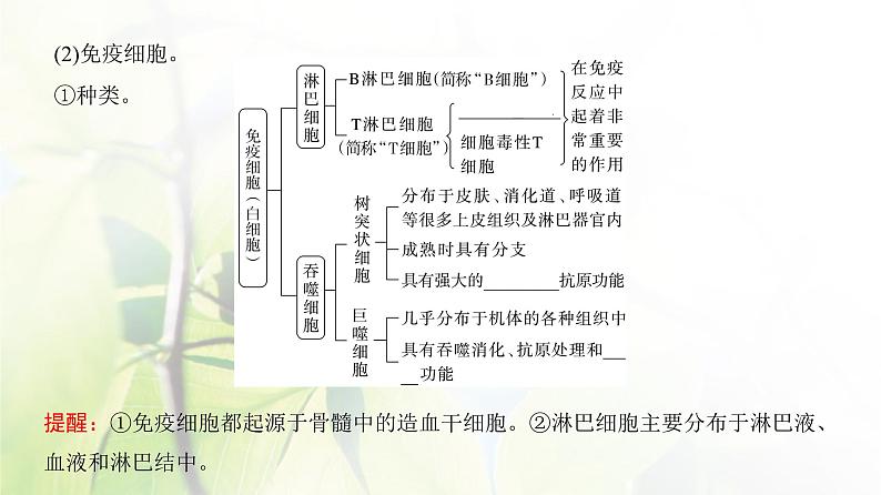 人教版2024届高考生物一轮复习免疫调节教学课件 (2)第5页