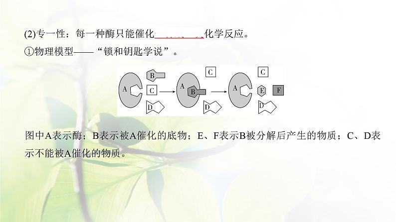 人教版2024届高考生物一轮复习酶和能量“货币”ATP教学课件08