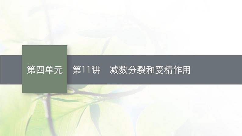 人教版2024届高考生物一轮复习减数分裂和受精作用课件01