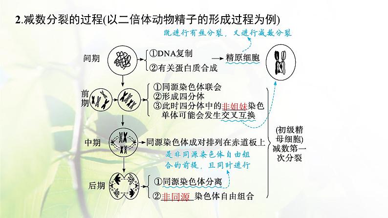 人教版2024届高考生物一轮复习减数分裂和受精作用课件06