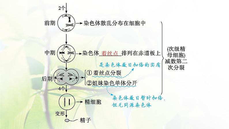 人教版2024届高考生物一轮复习减数分裂和受精作用课件07