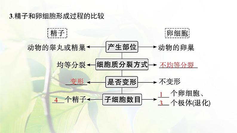 人教版2024届高考生物一轮复习减数分裂和受精作用课件08