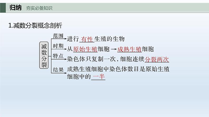 人教版2024届高考生物一轮复习减数分裂和受精作用教学课件第5页