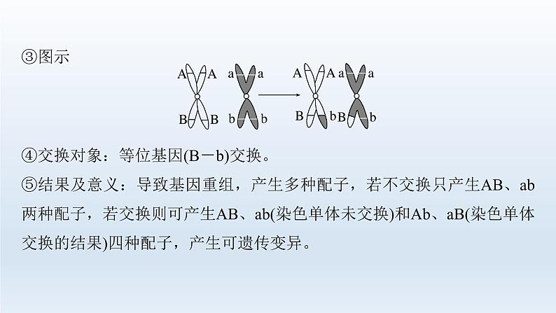 人教版2024届高考生物一轮复习减数分裂和受精作用教学课件第7页