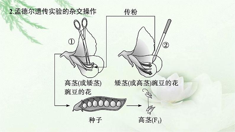 人教版2024届高考生物一轮复习基因的分离定律教学课件第7页