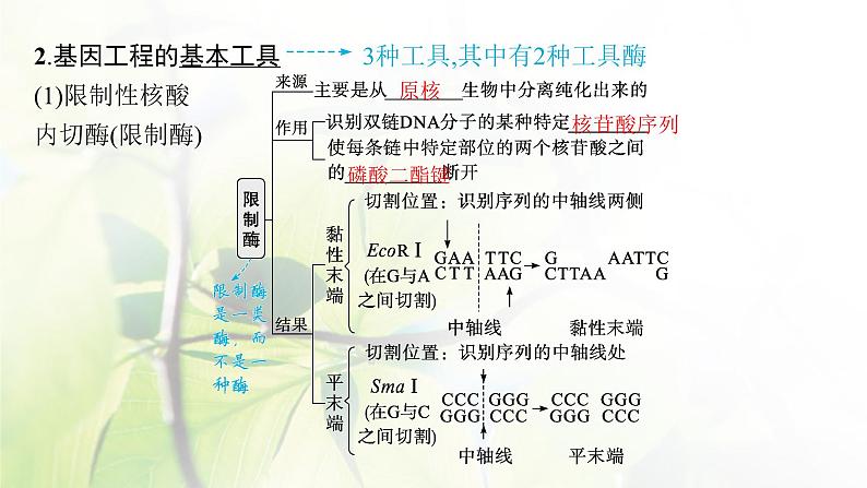 人教版2024届高考生物一轮复习基因工程教学课件第6页