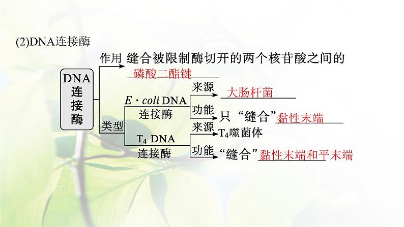 人教版2024届高考生物一轮复习基因工程教学课件第7页